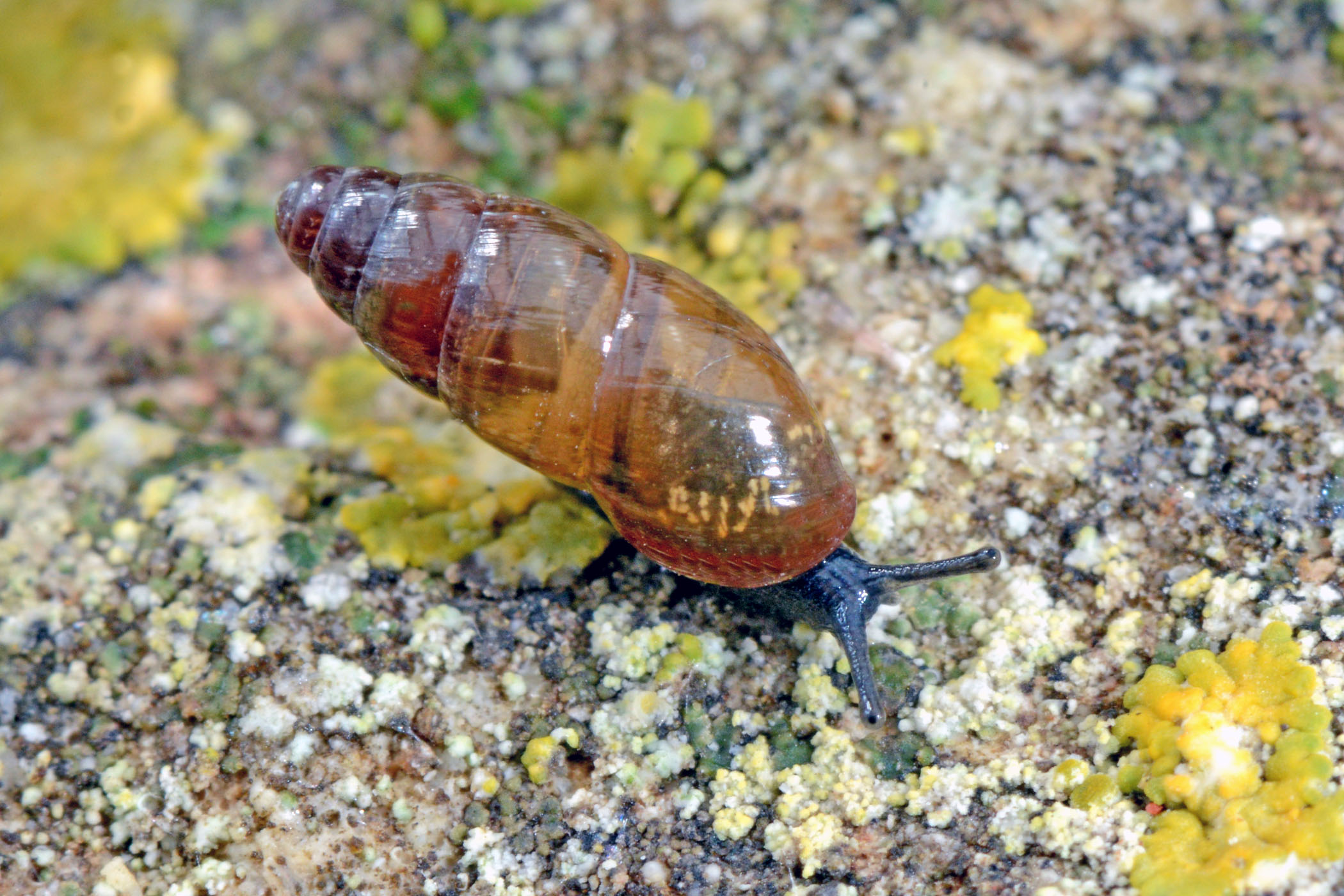 Cochlicopa lubricella