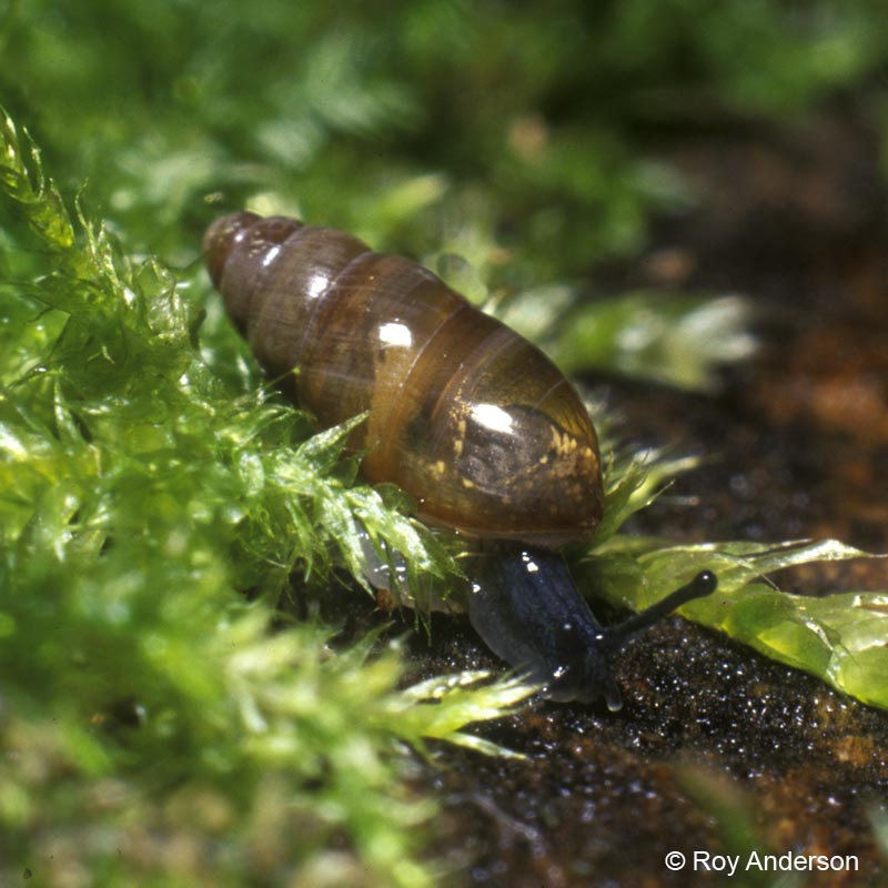 Cochlicopa lubricella