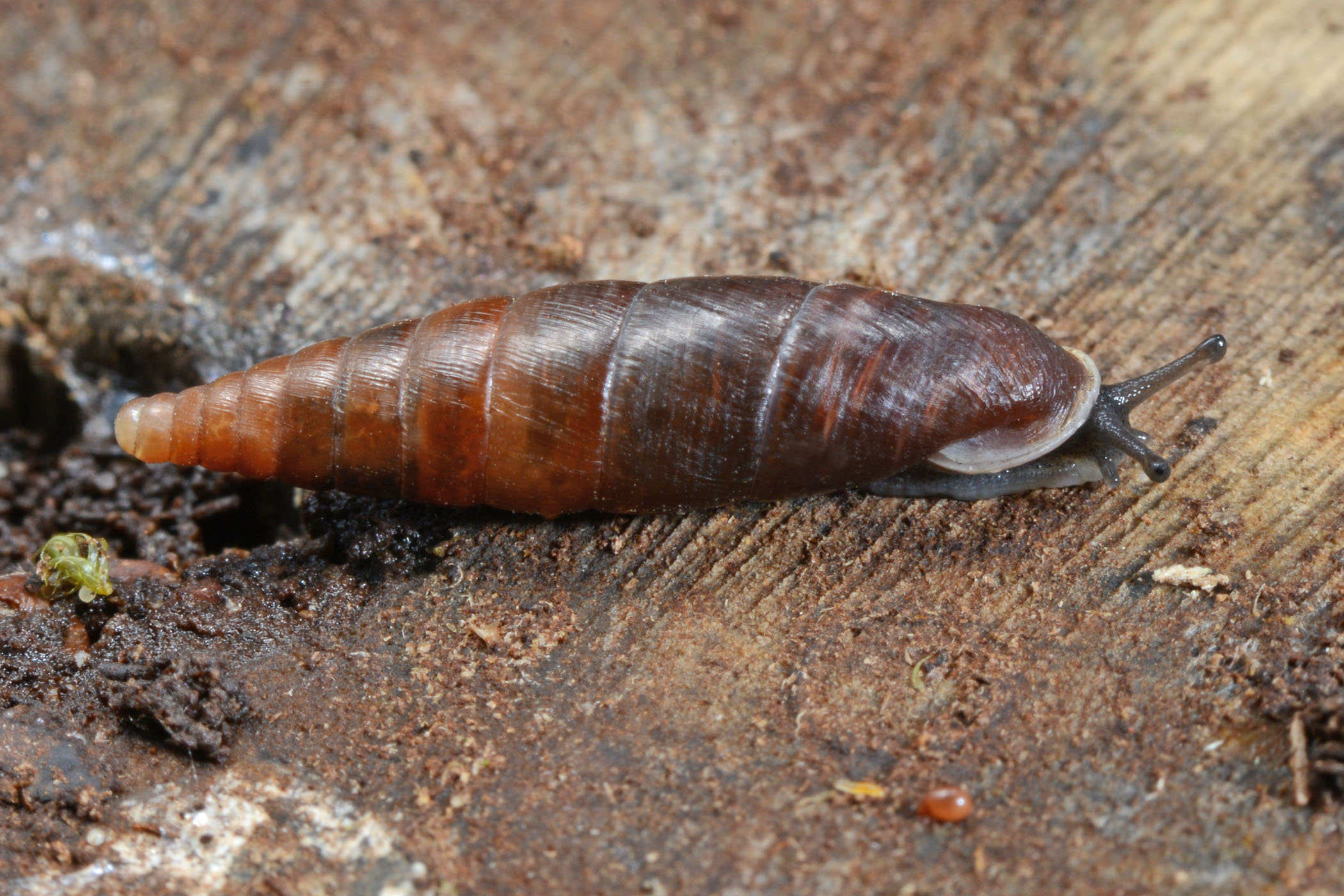 Cochlodina laminata