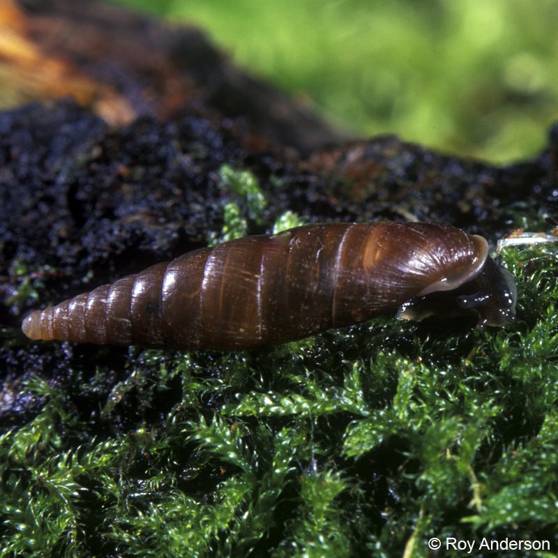 Cochlodina laminata