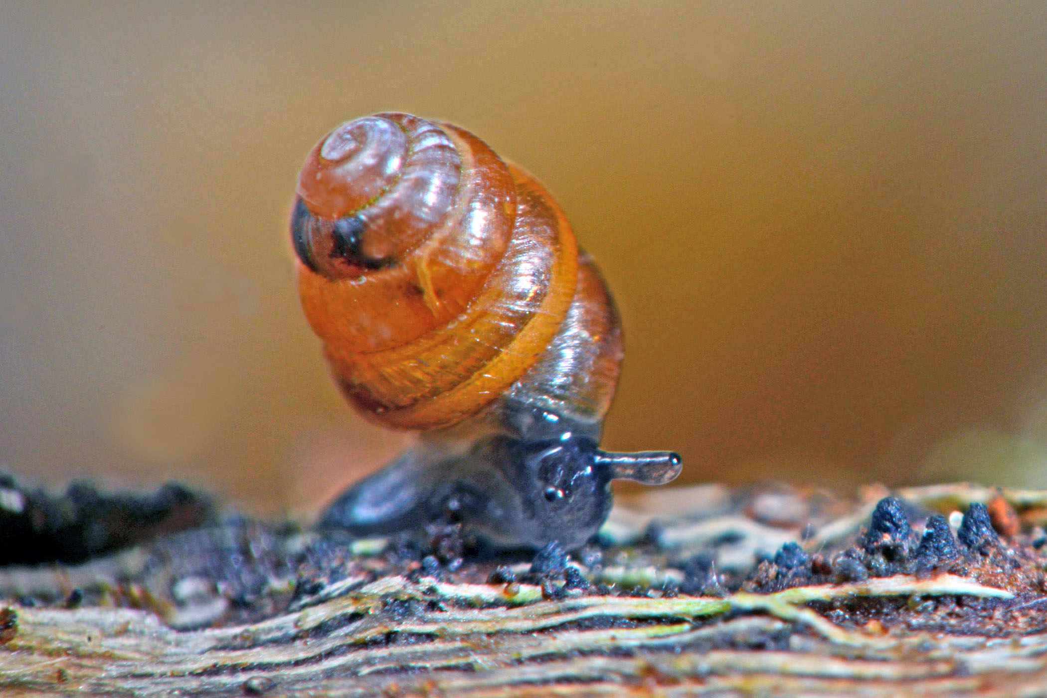 Columella aspera