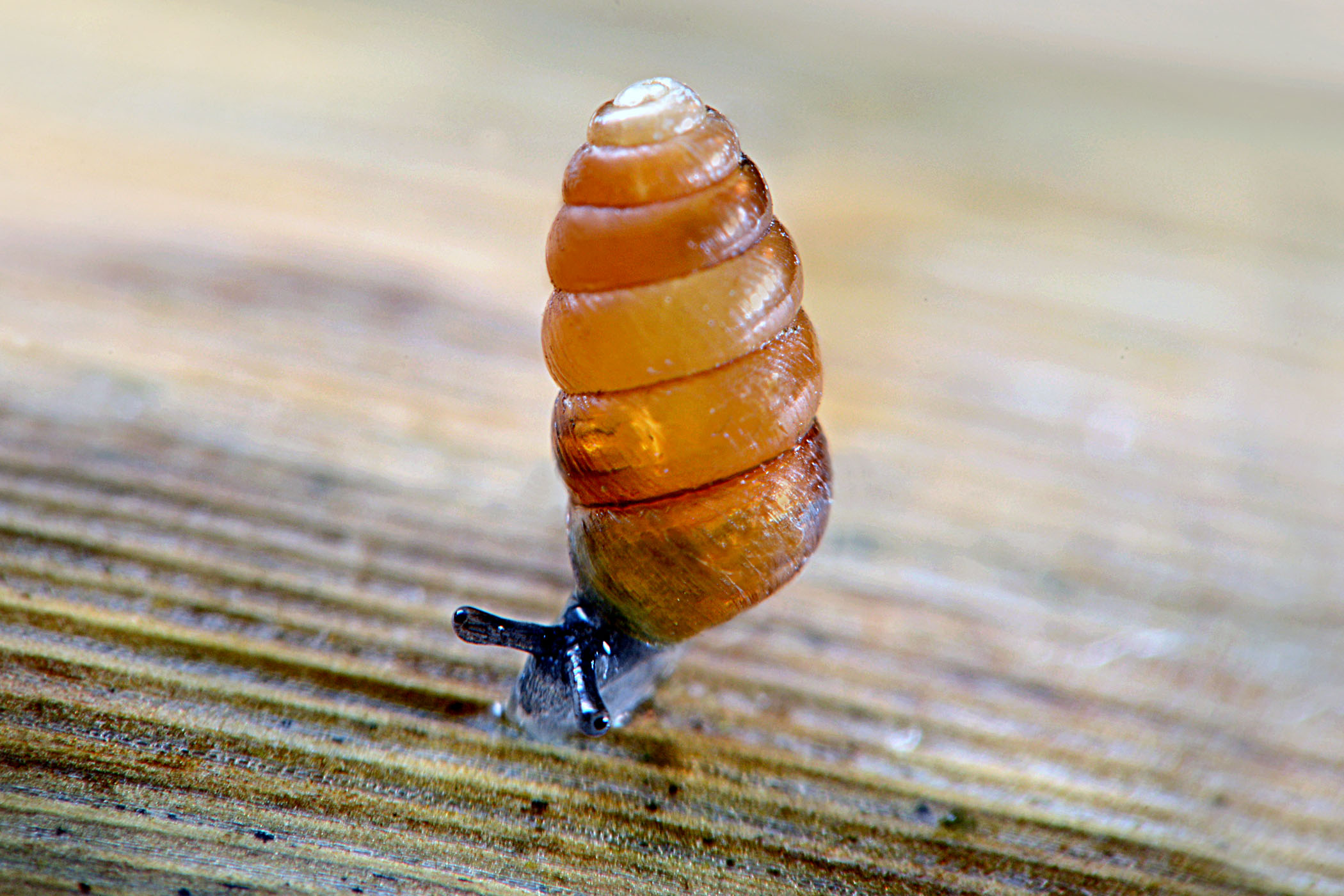 Columella edentula