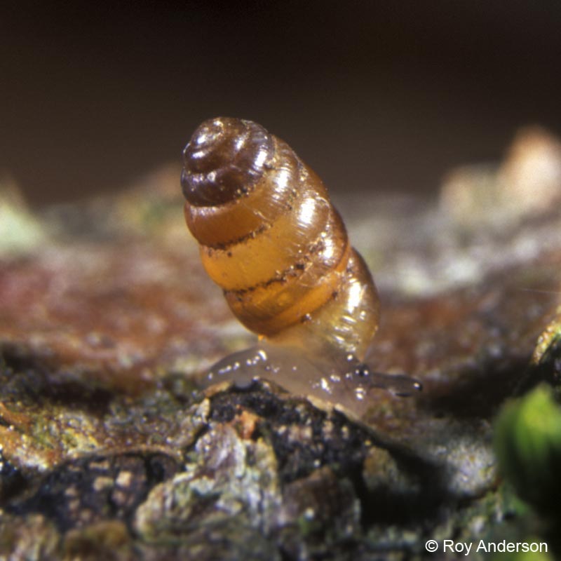 Columella edentula