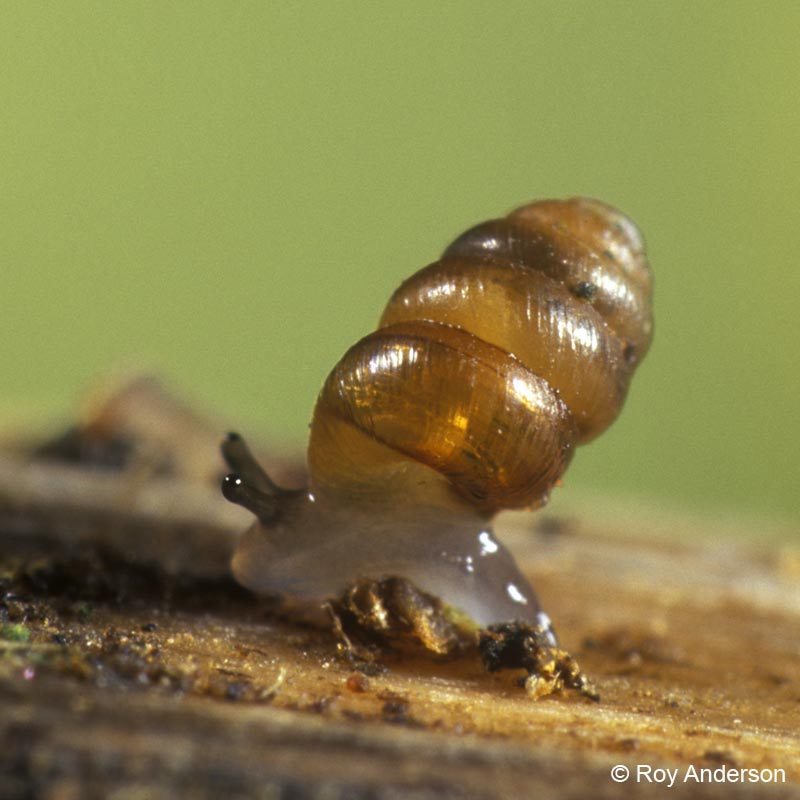 Columella edentula