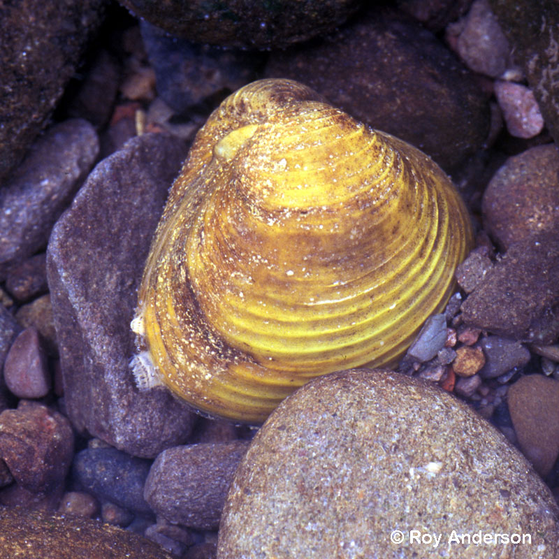 Corbicula fluminea