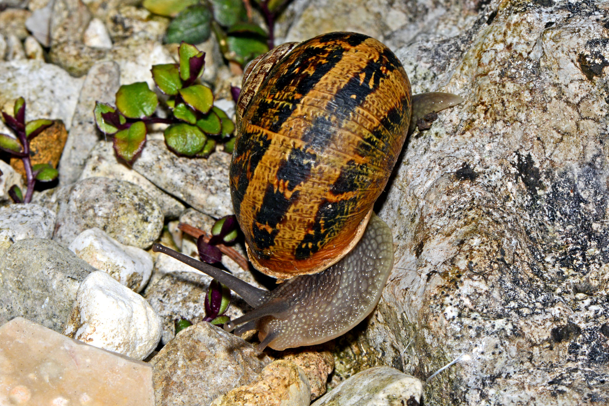 Cornu aspersum