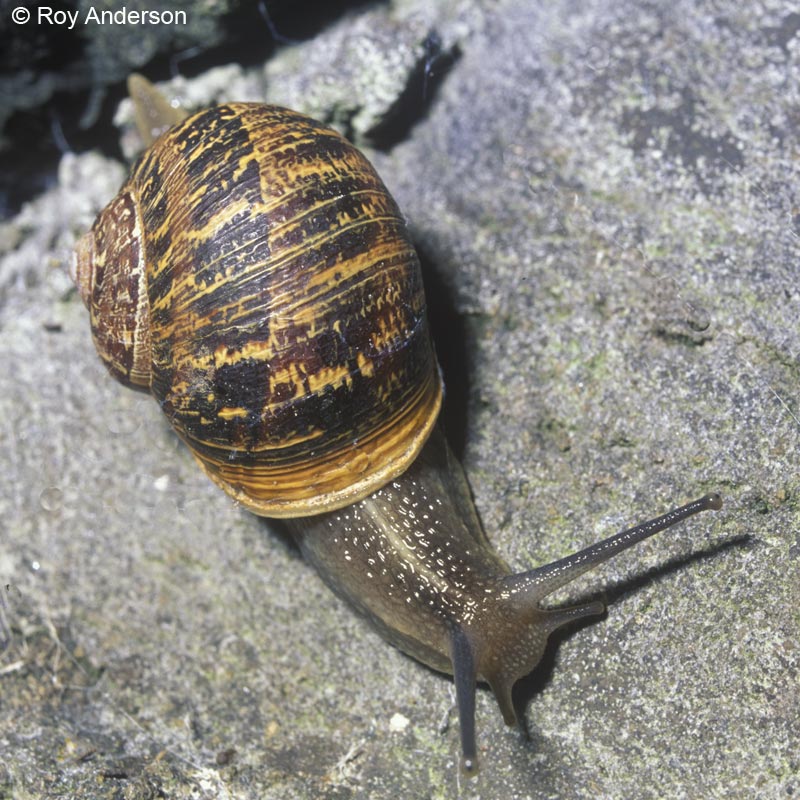 Cornu aspersum