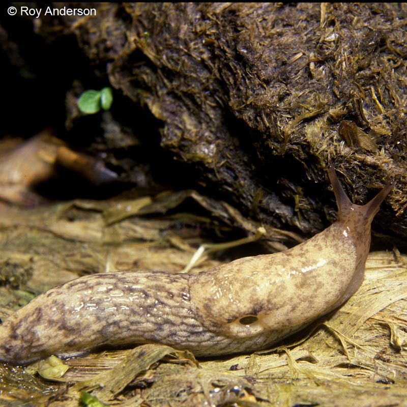 Deroceras reticulatum