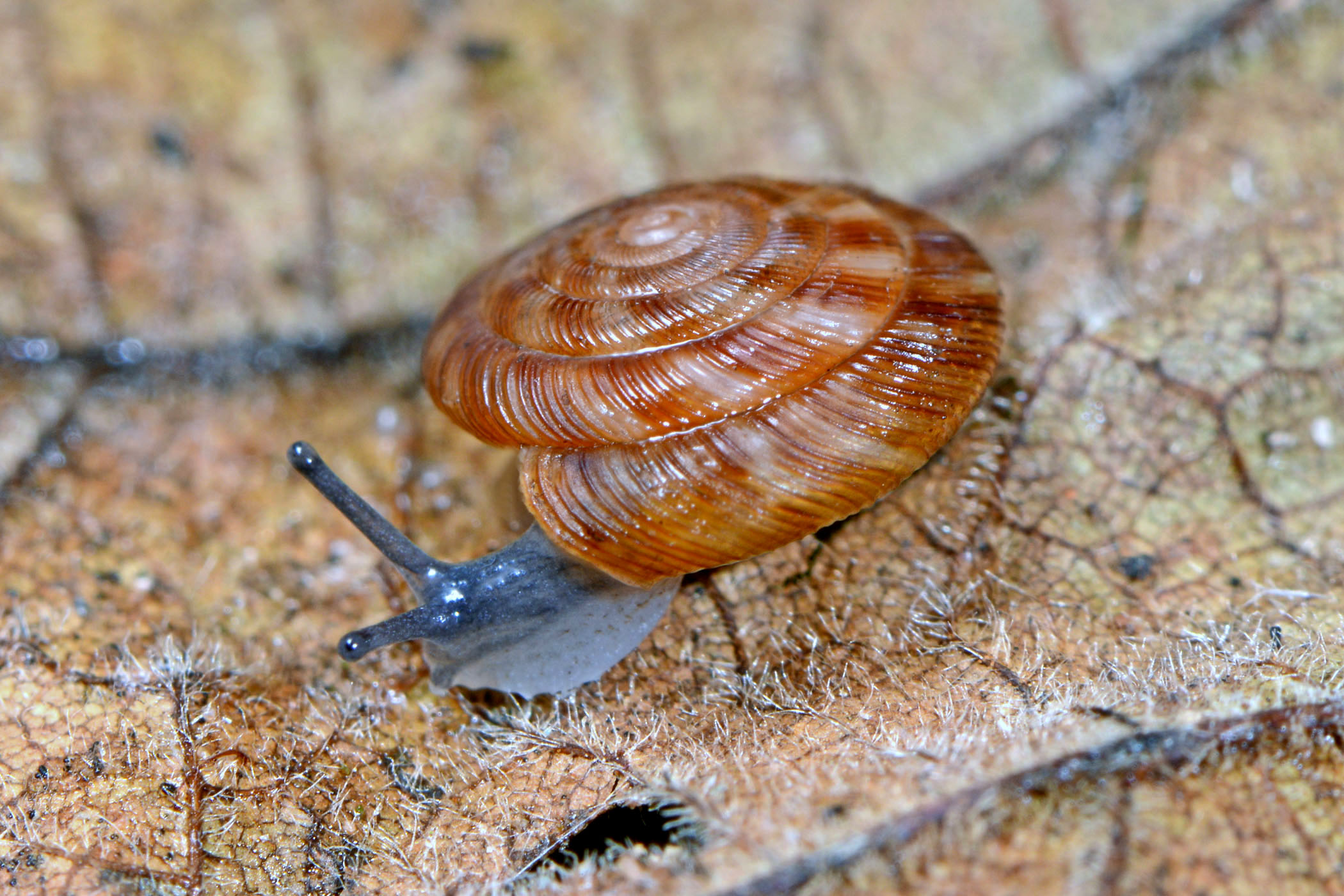 Discus rotundatus