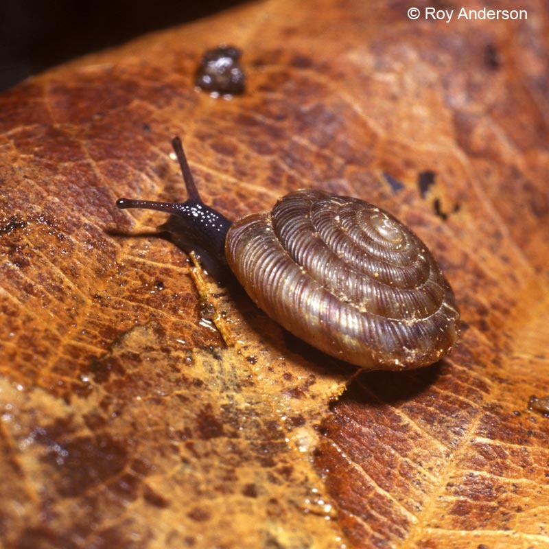 Discus rotundatus