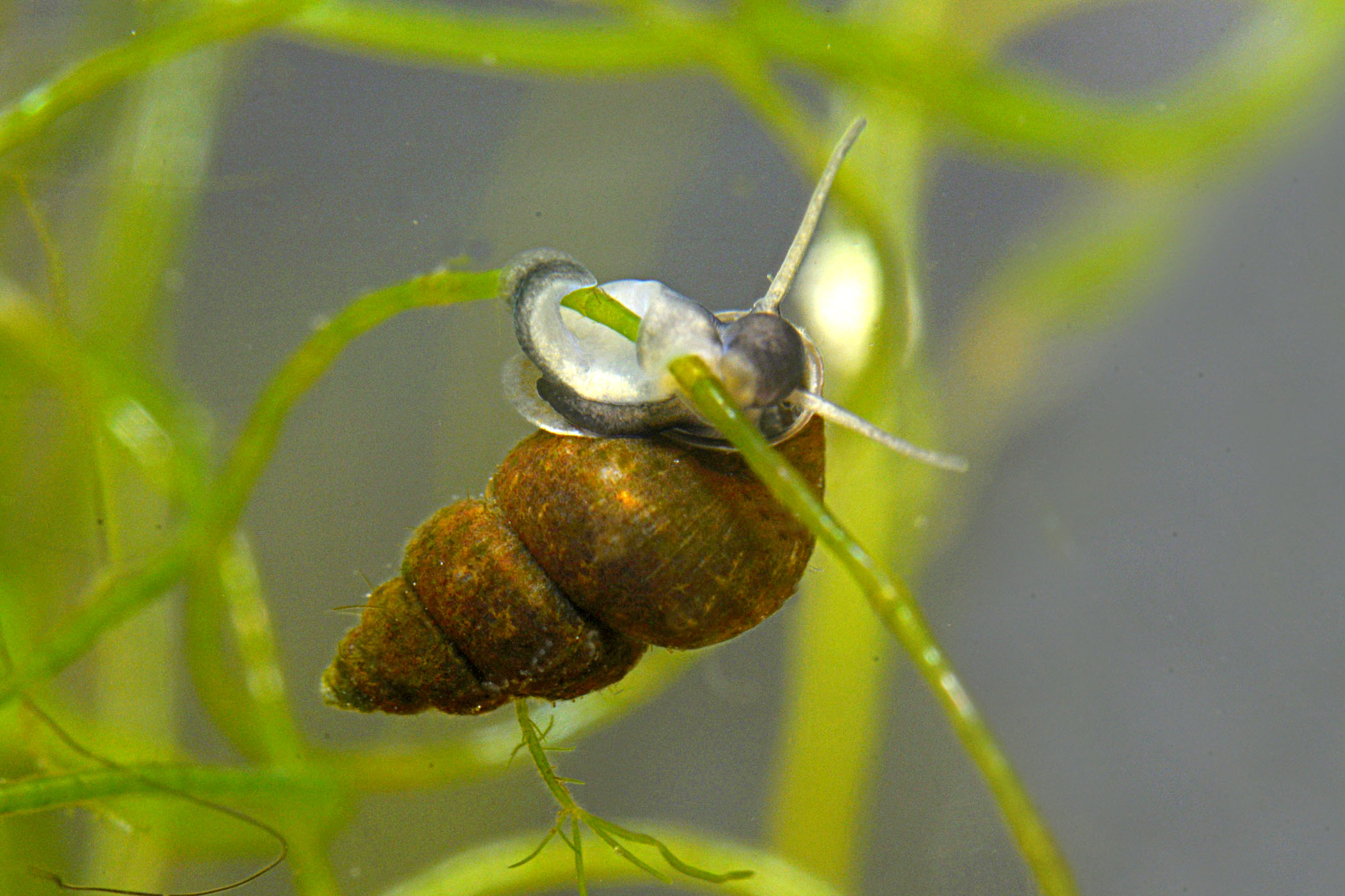 Ecrobia ventrosa