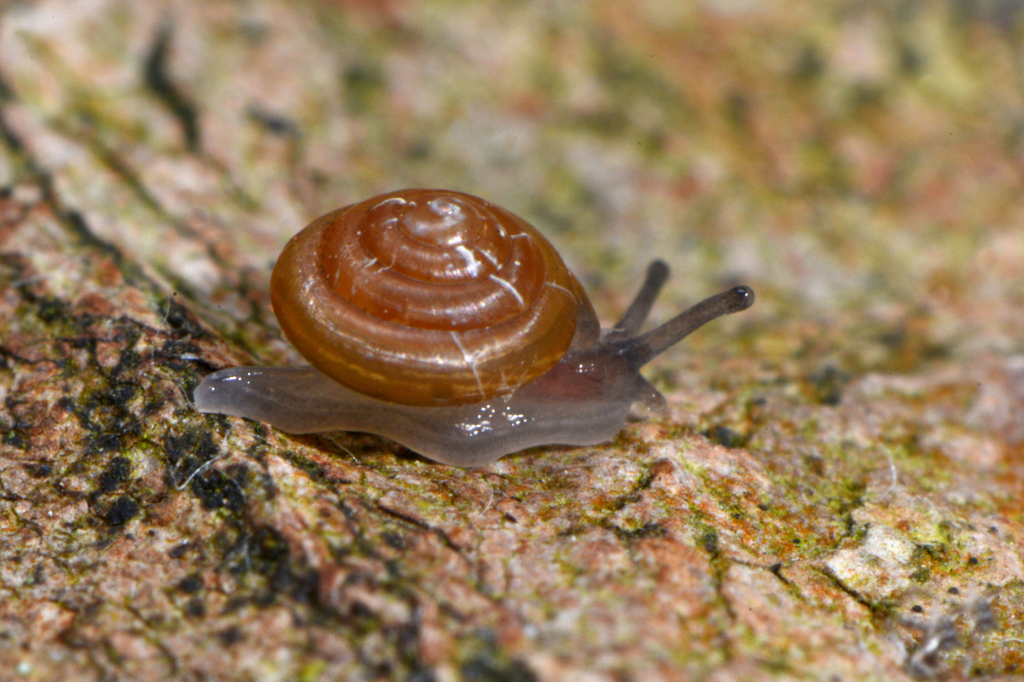 Euconulus </em>cf. <em>fulvus