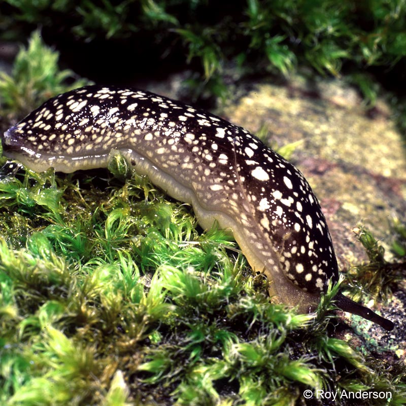 Geomalacus maculosus