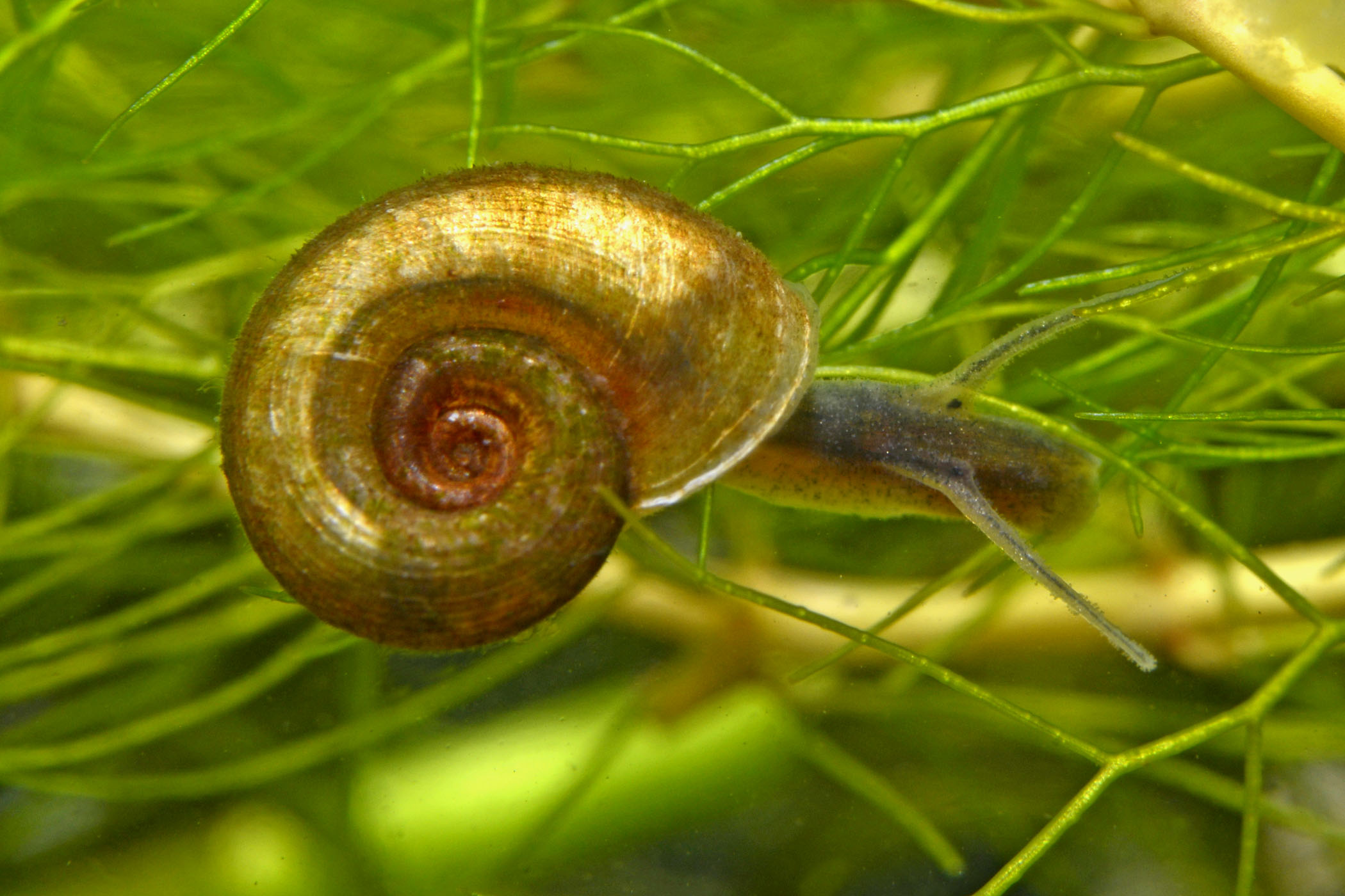 Gyraulus albus