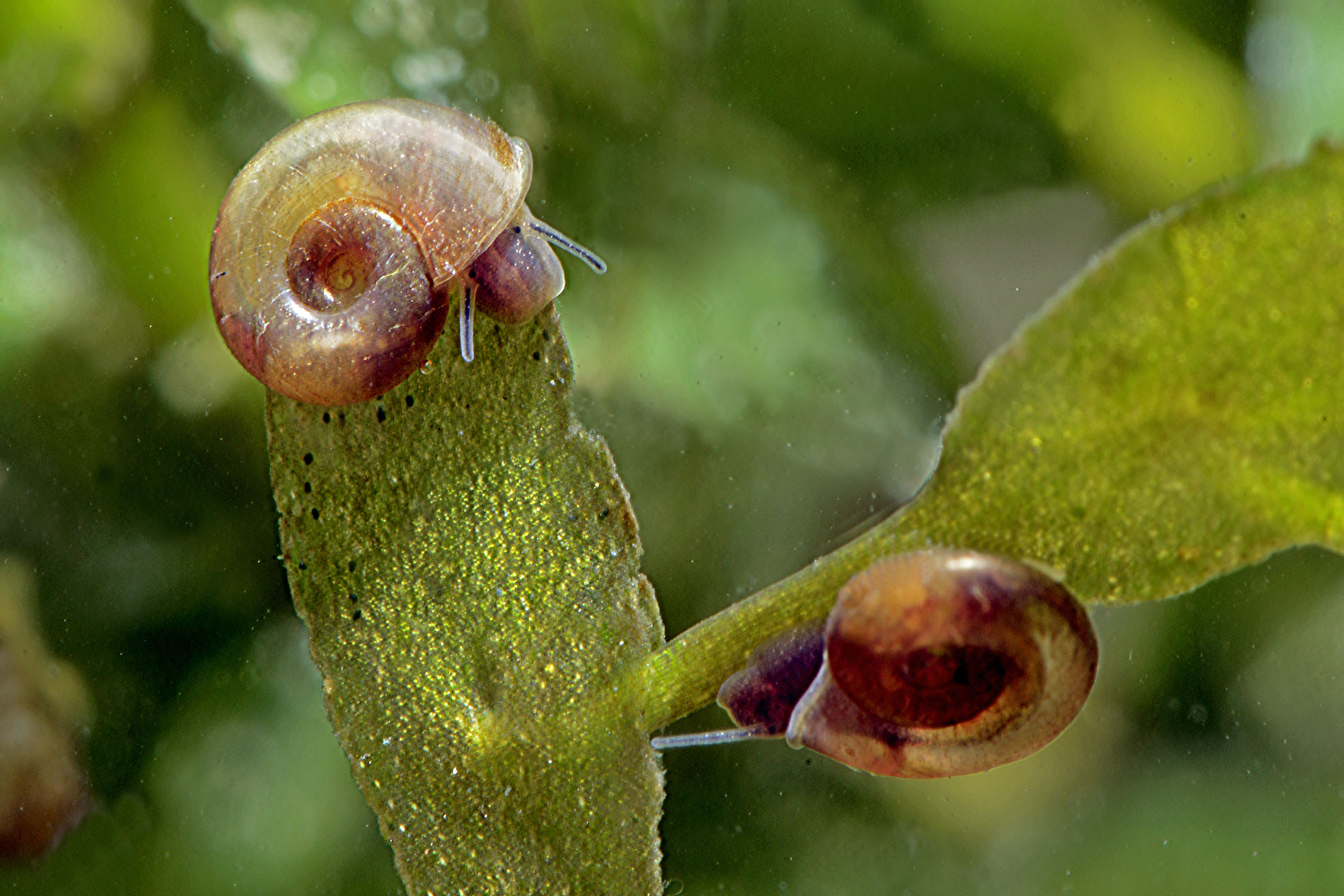 Gyraulus parvus