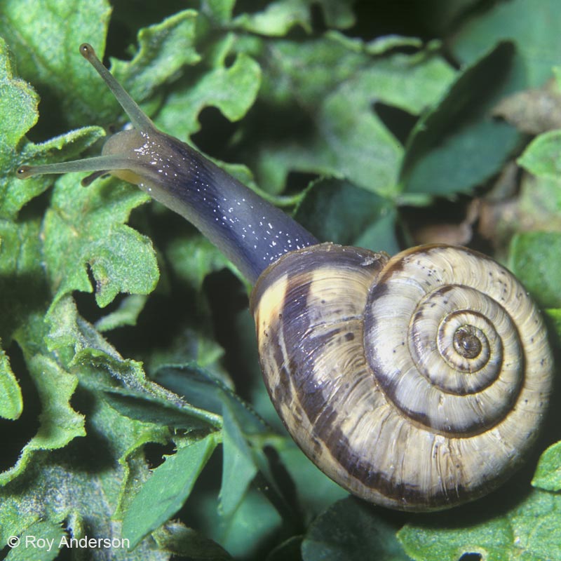 Helicella itala