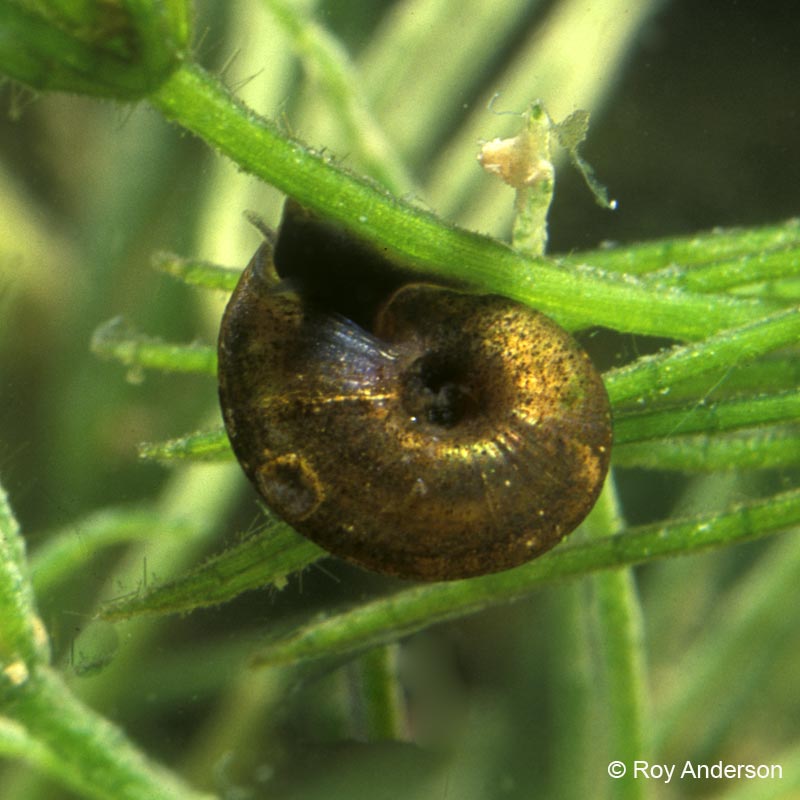 Hippeutis complanatus