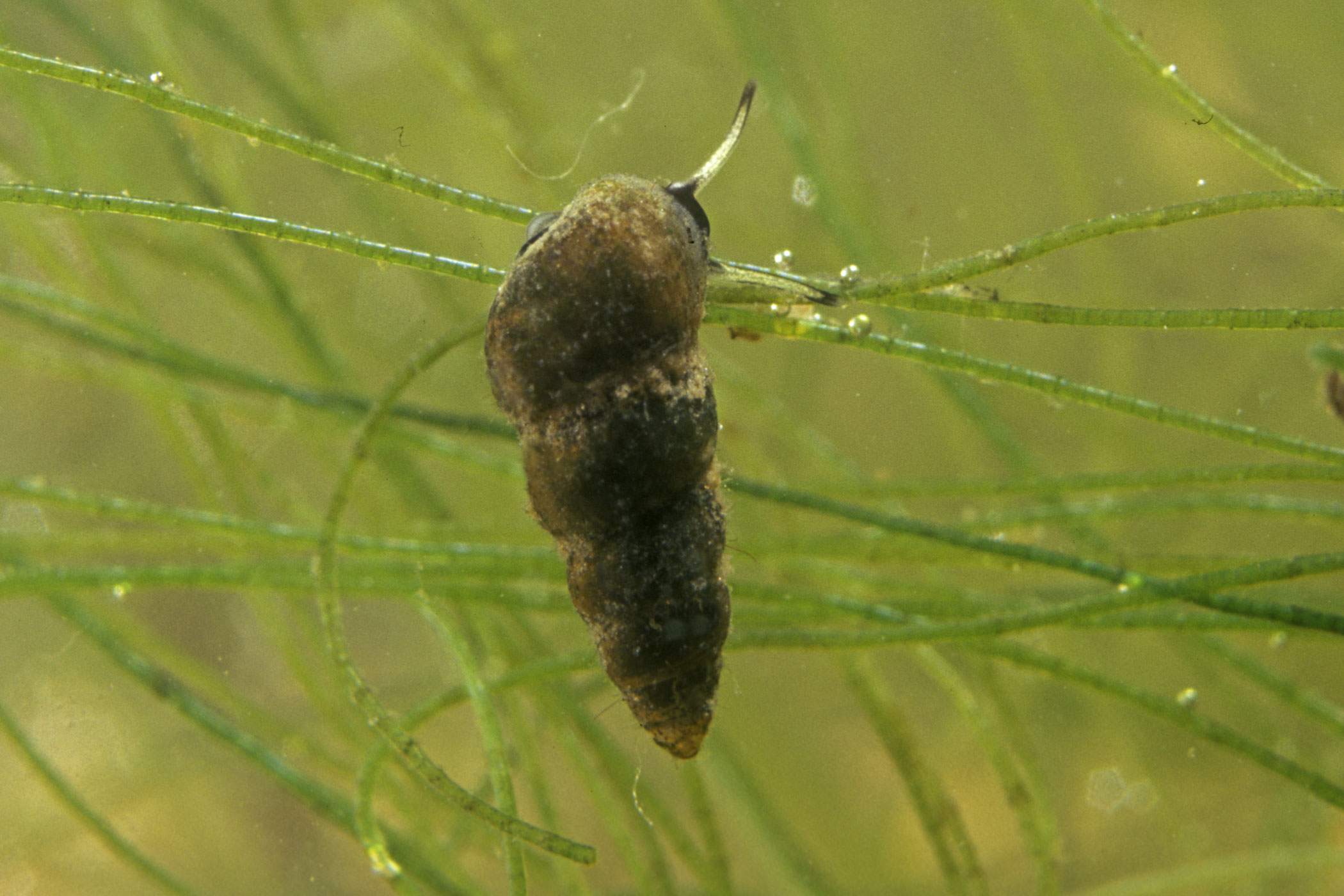 Hydrobia acuta neglecta