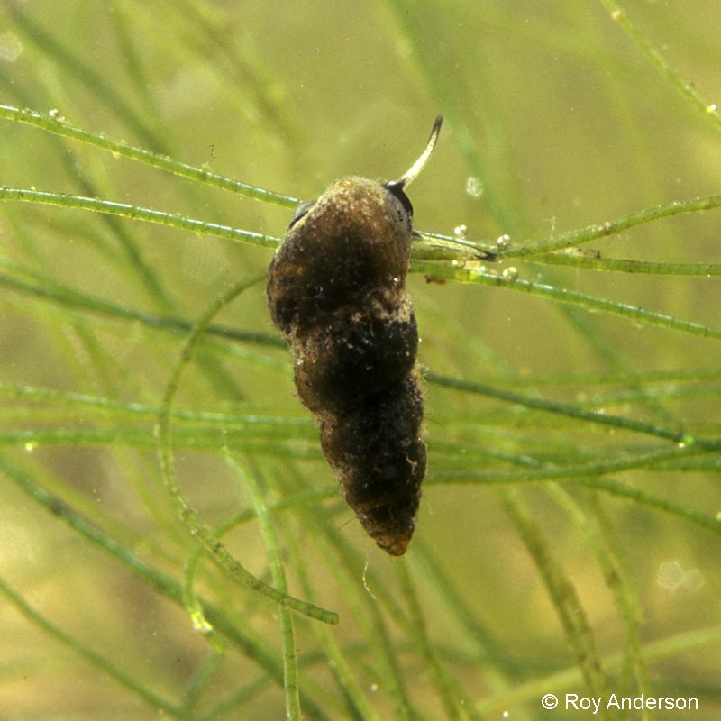 Hydrobia acuta neglecta