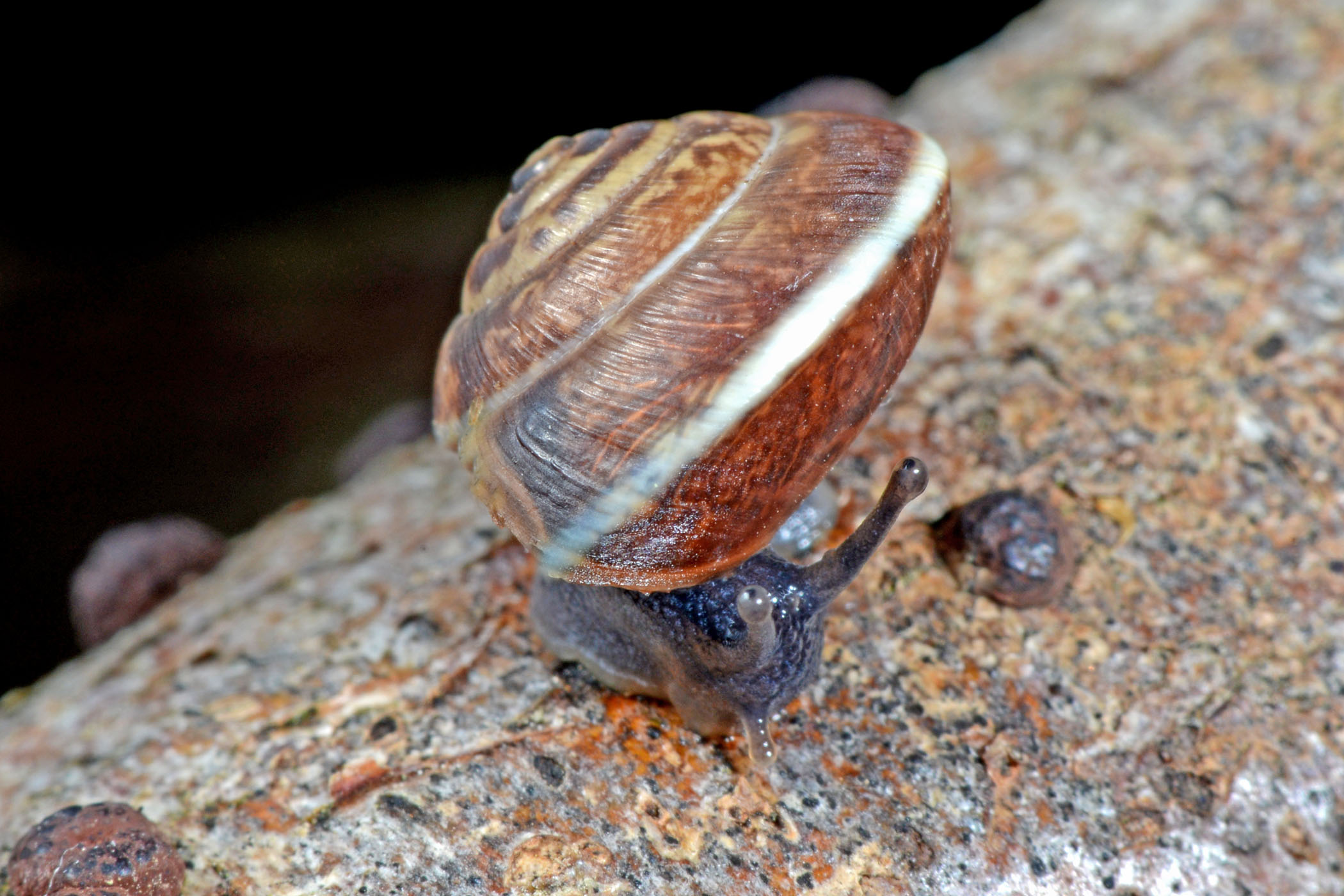 Hygromia cinctella