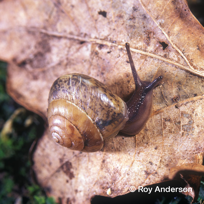 Hygromia cinctella