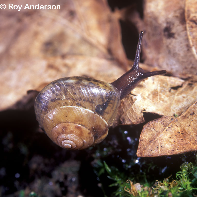 Hygromia cinctella