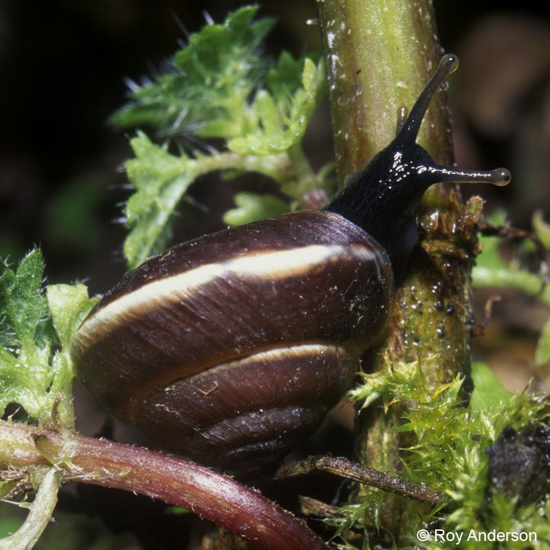 Hygromia cinctella