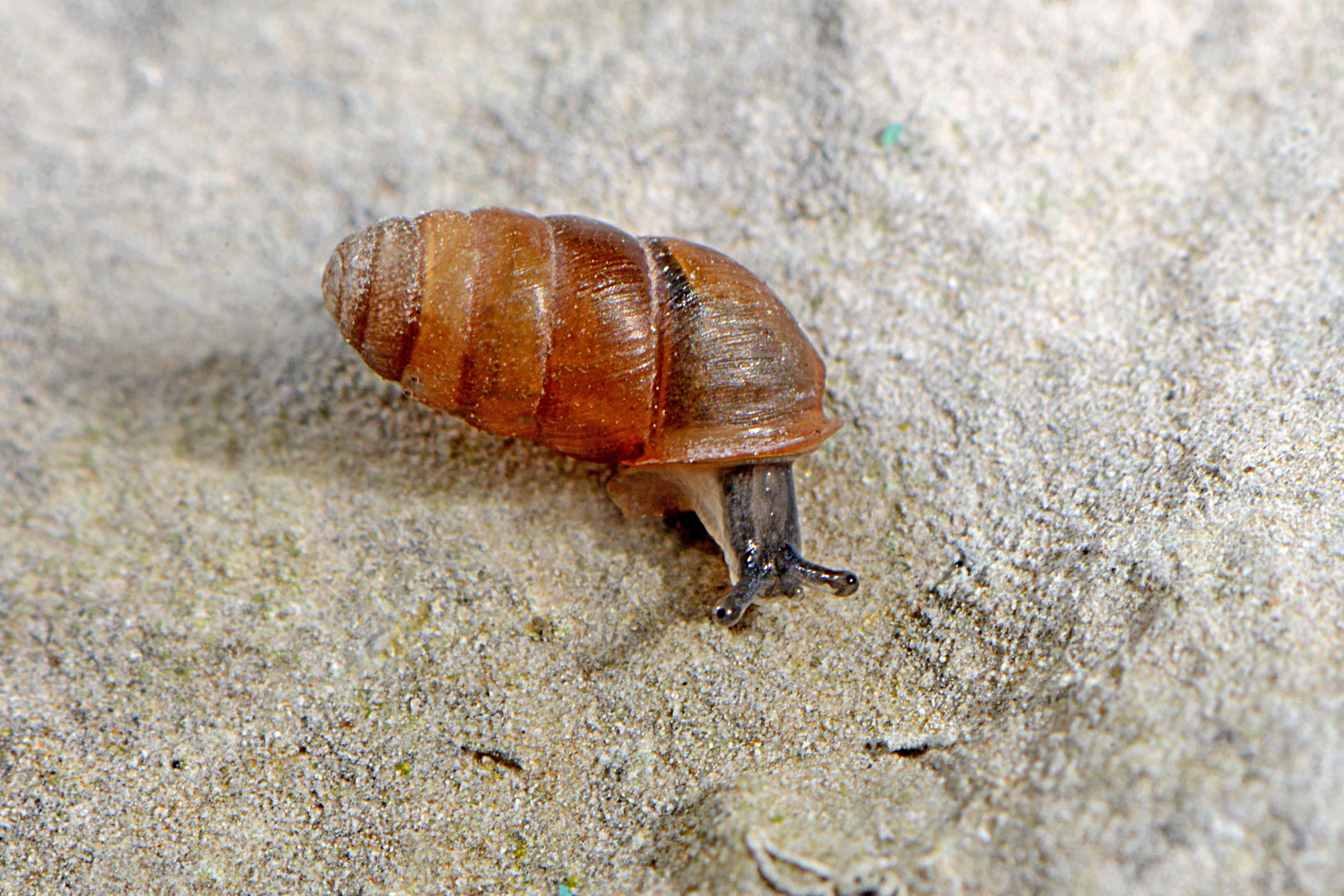 Lauria cylindracea