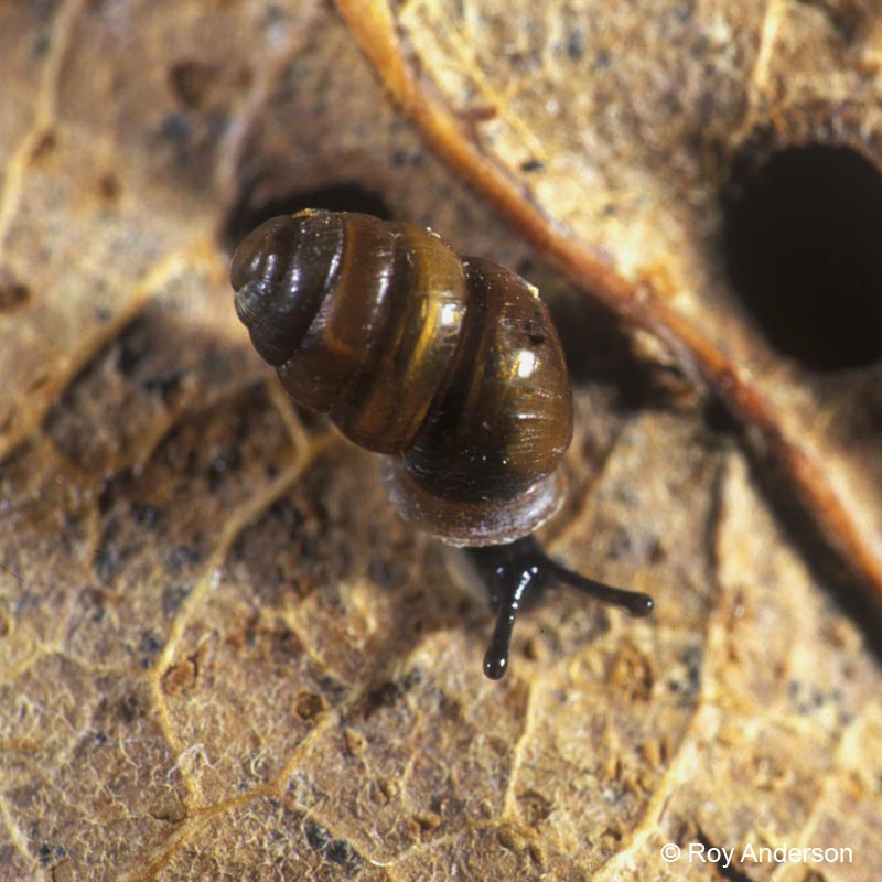 Lauria cylindracea