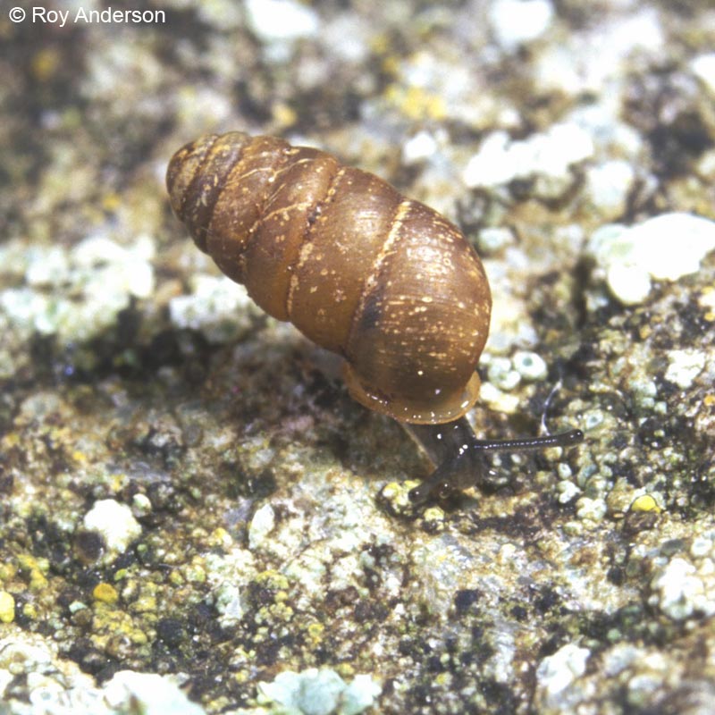 Lauria cylindracea