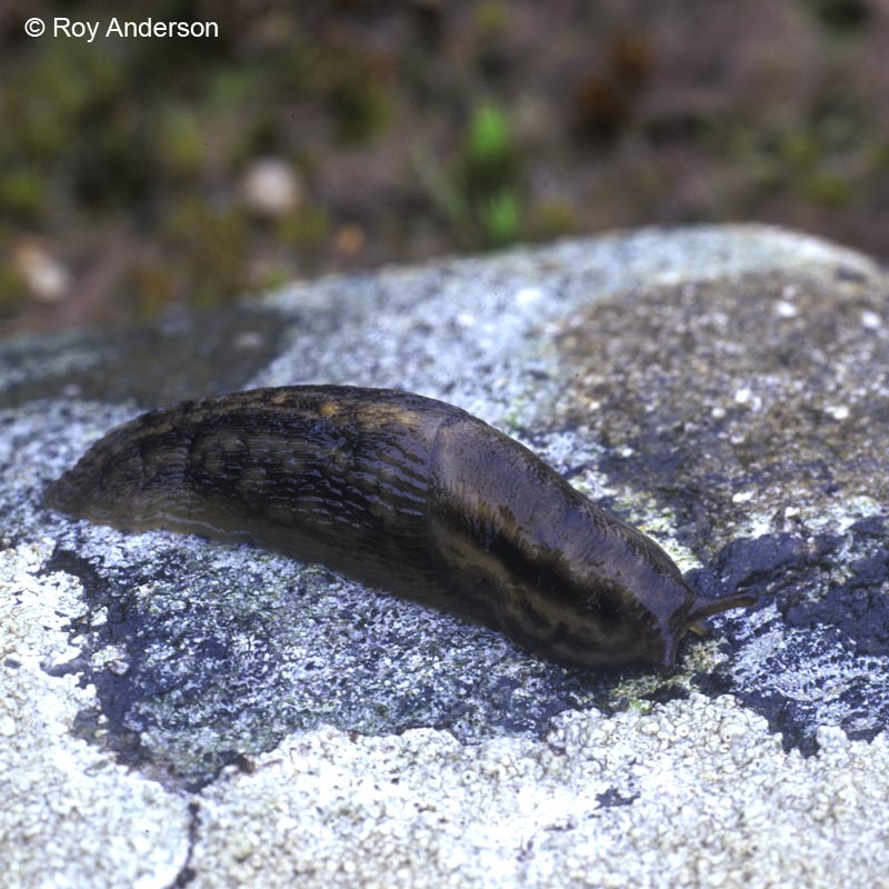 Lehmannia marginata