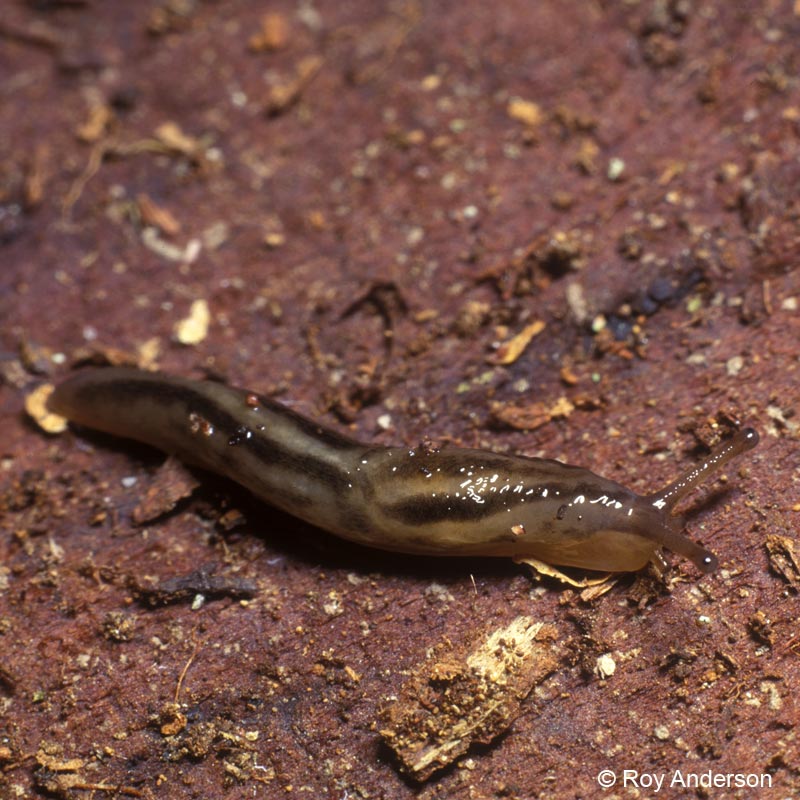 Lehmannia marginata