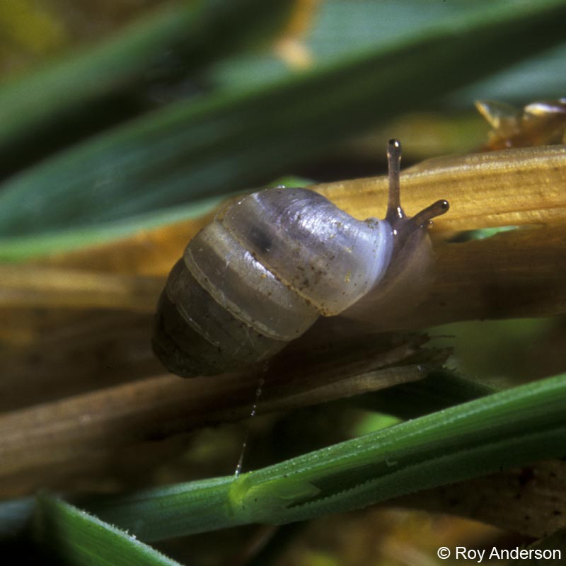 Leiostyla anglica