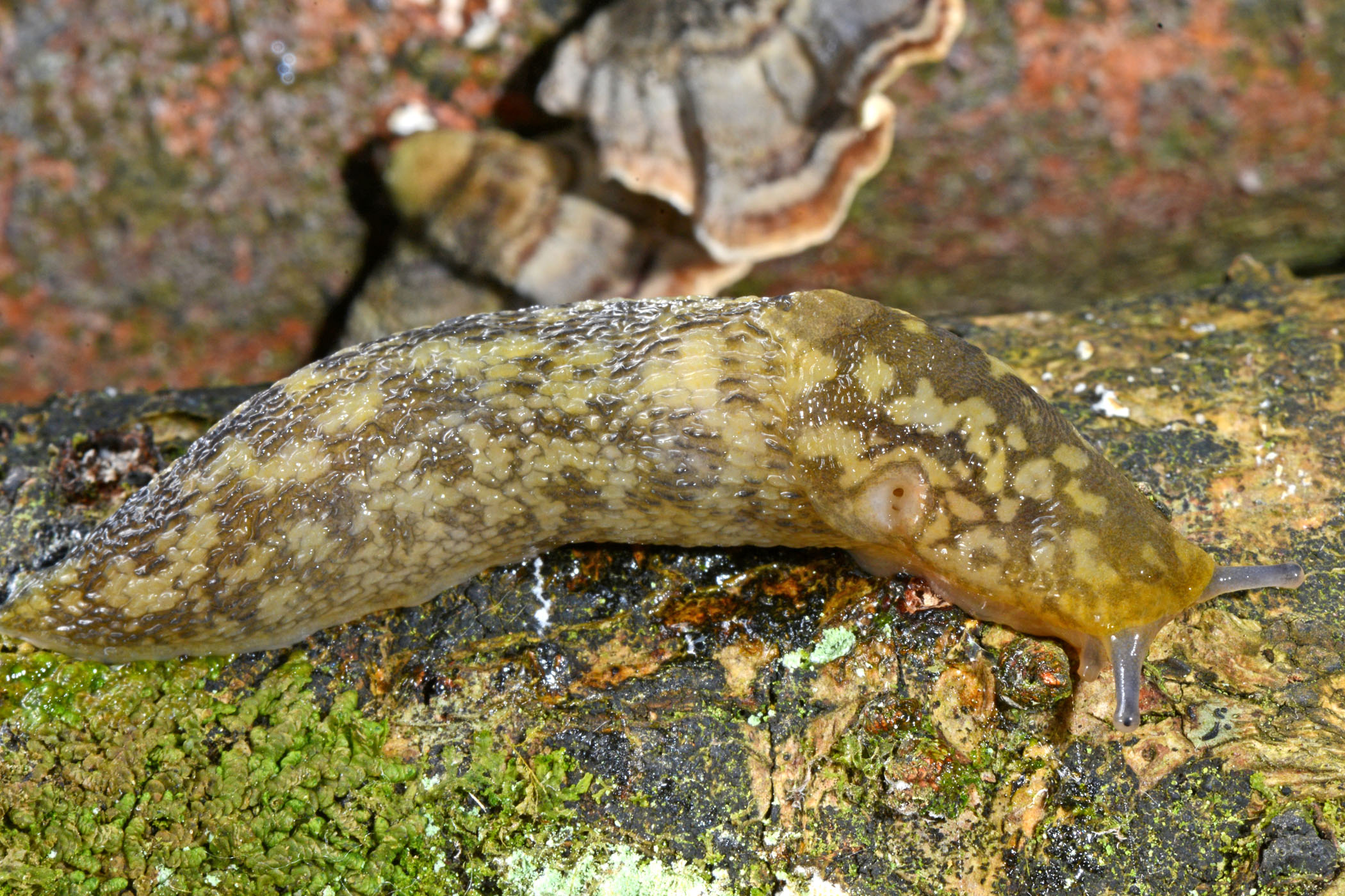 Limacus maculatus