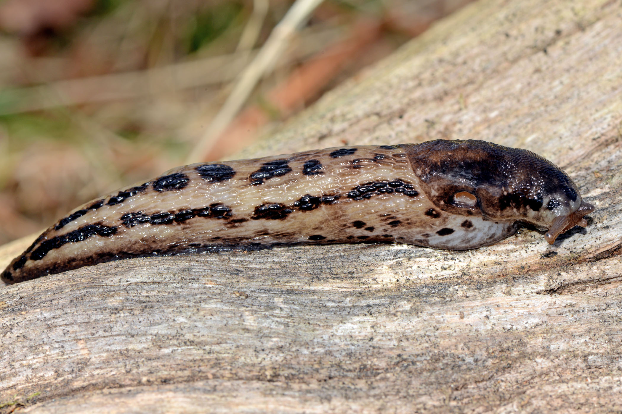 Limax cinereoniger