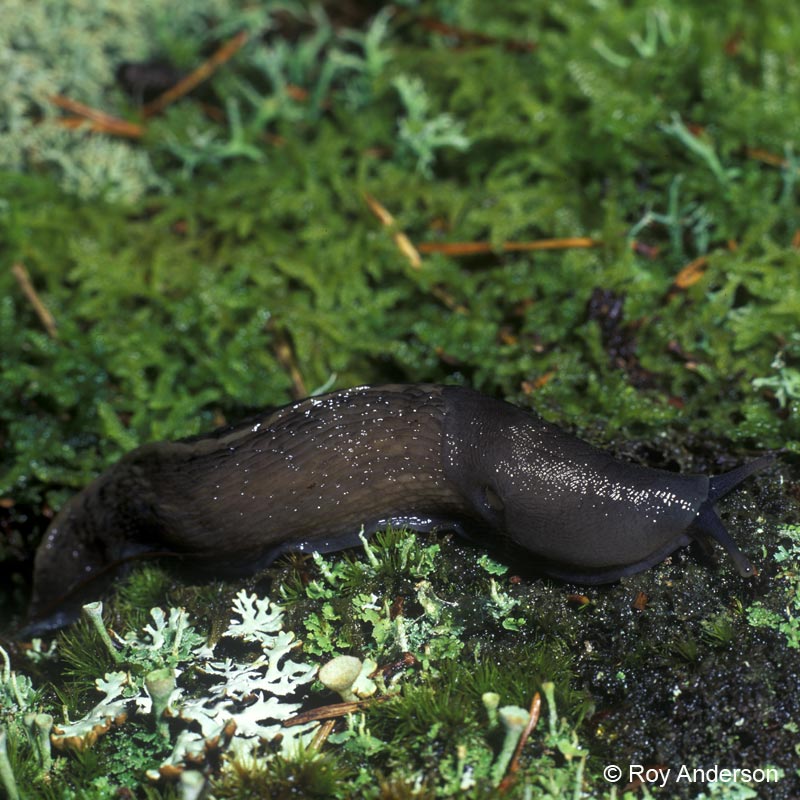 Limax cinereoniger