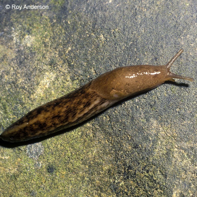 Limax cinereoniger