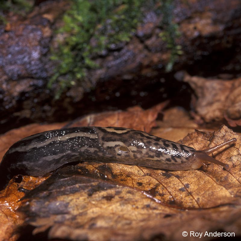 Limax maximus