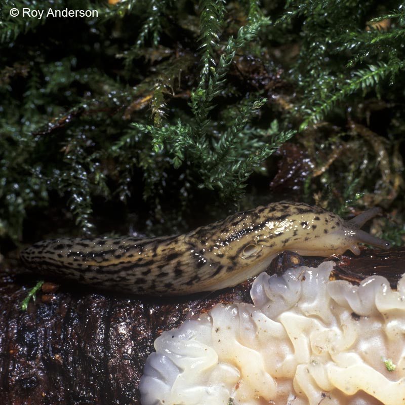 Lehmannia marginata