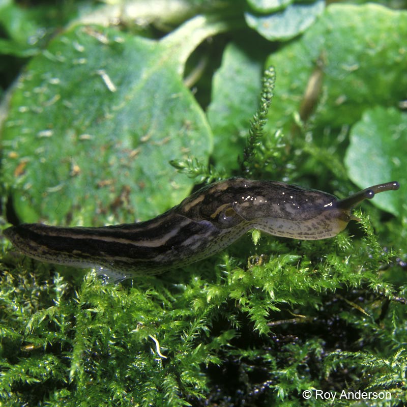 Limax maximus