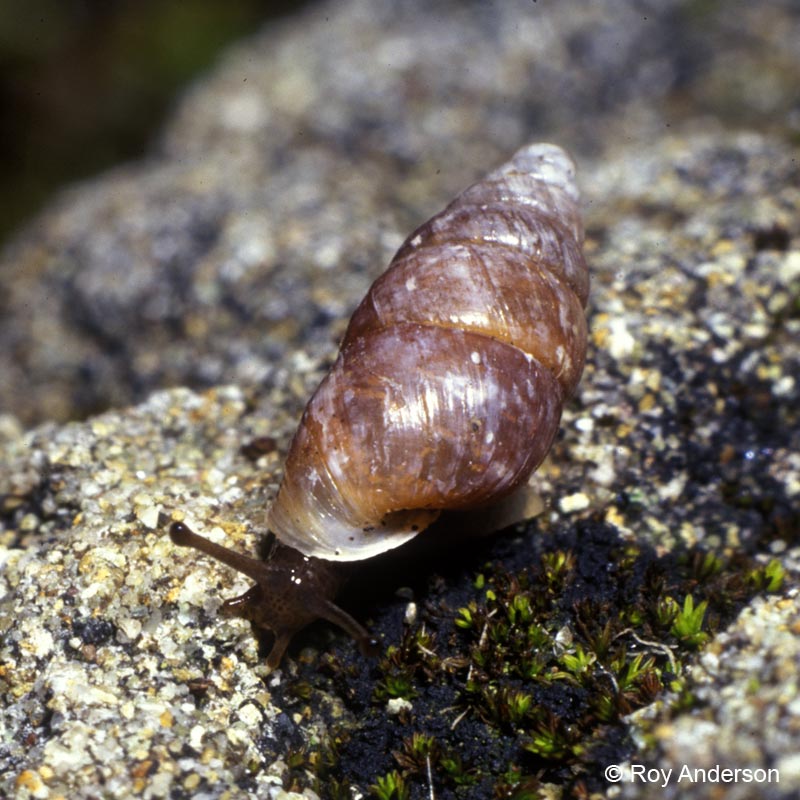 Merdigera obscura