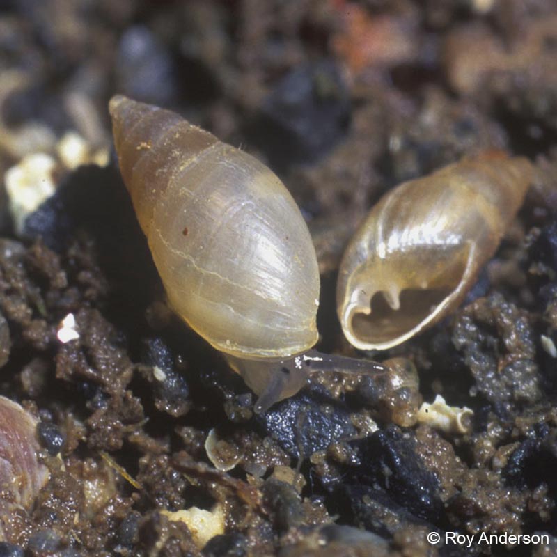 Myosotella denticulata