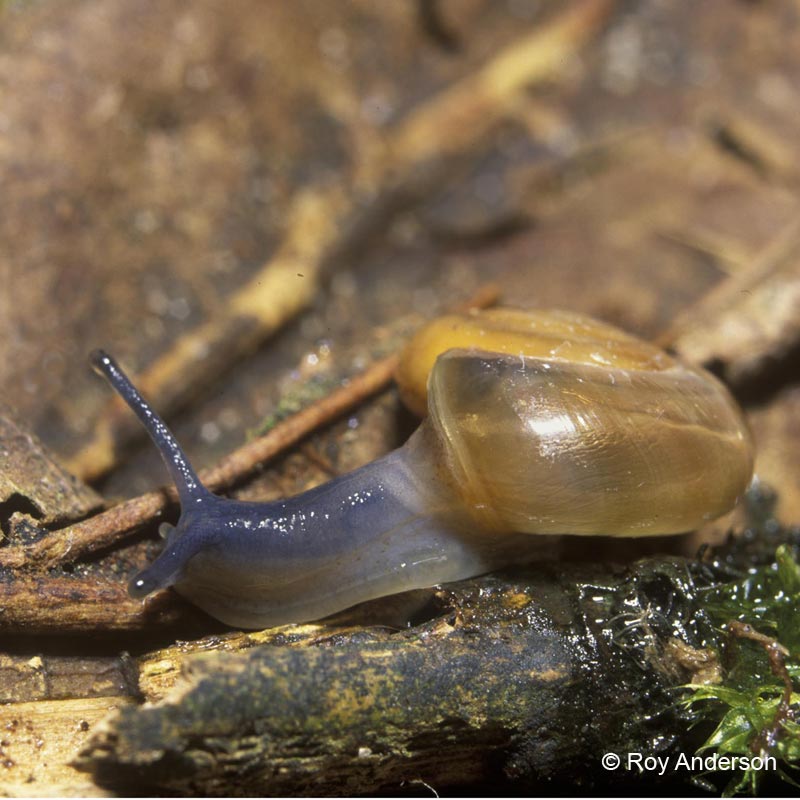 Oxychilus cellarius