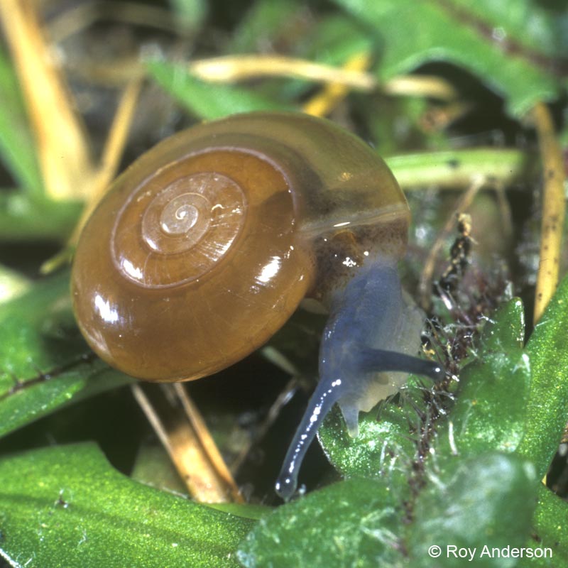 Oxychilus cellarius