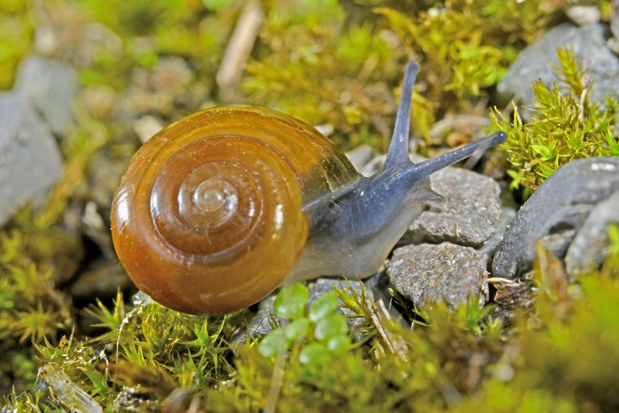 Oxychilus navarricus helveticus