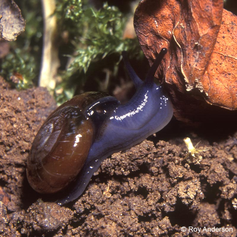 Oxychilus navarricus helveticus