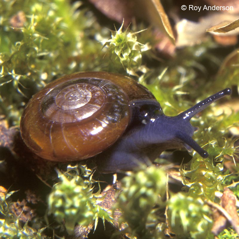 Oxychilus navarricus helveticus