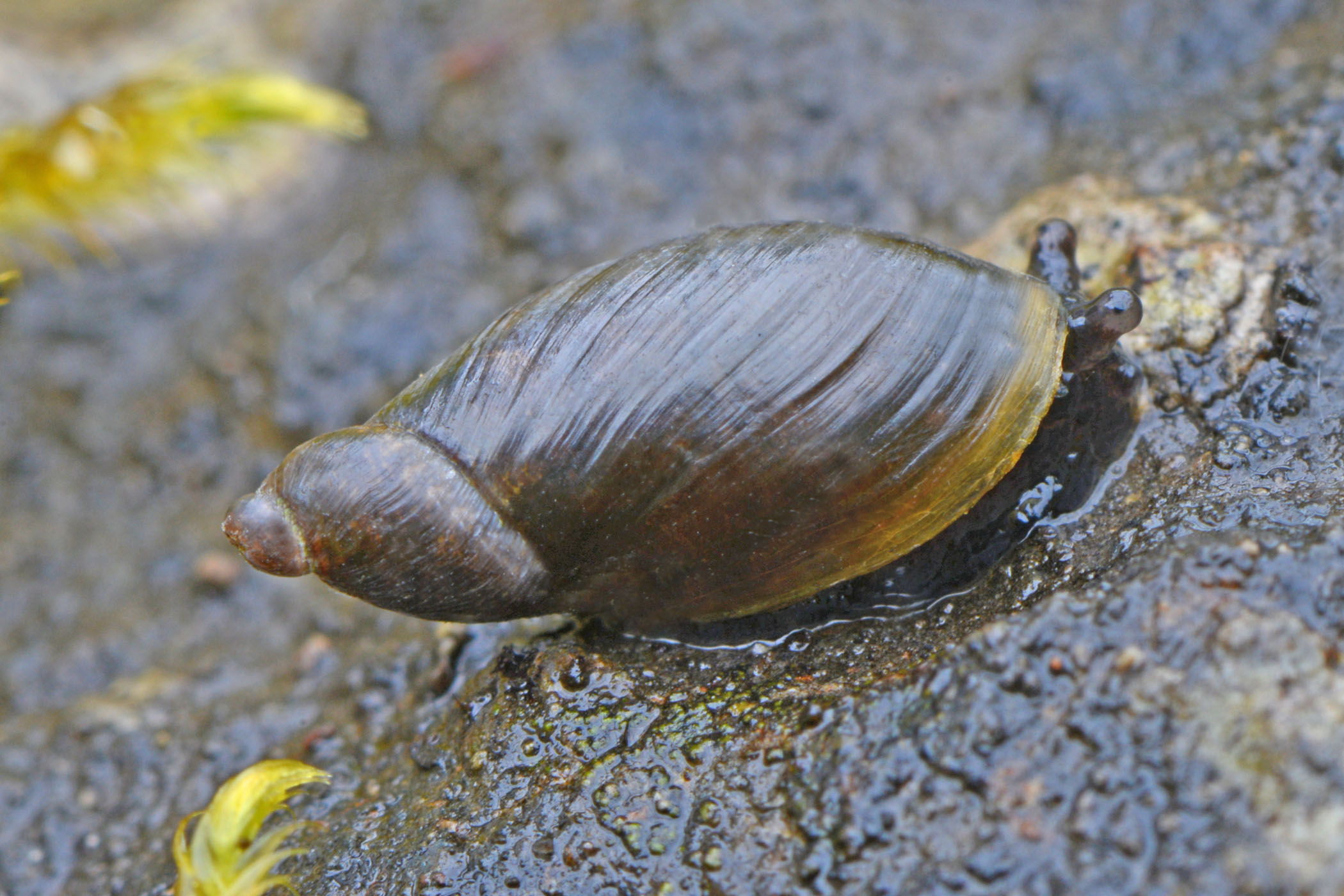 Oxyloma elegans