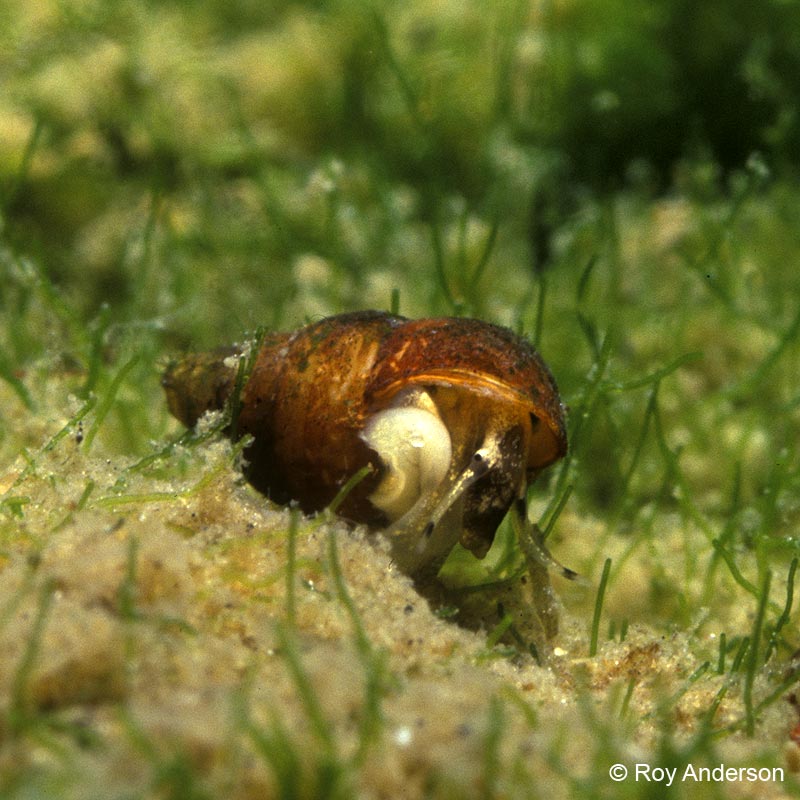 Hydrobia acuta neglecta