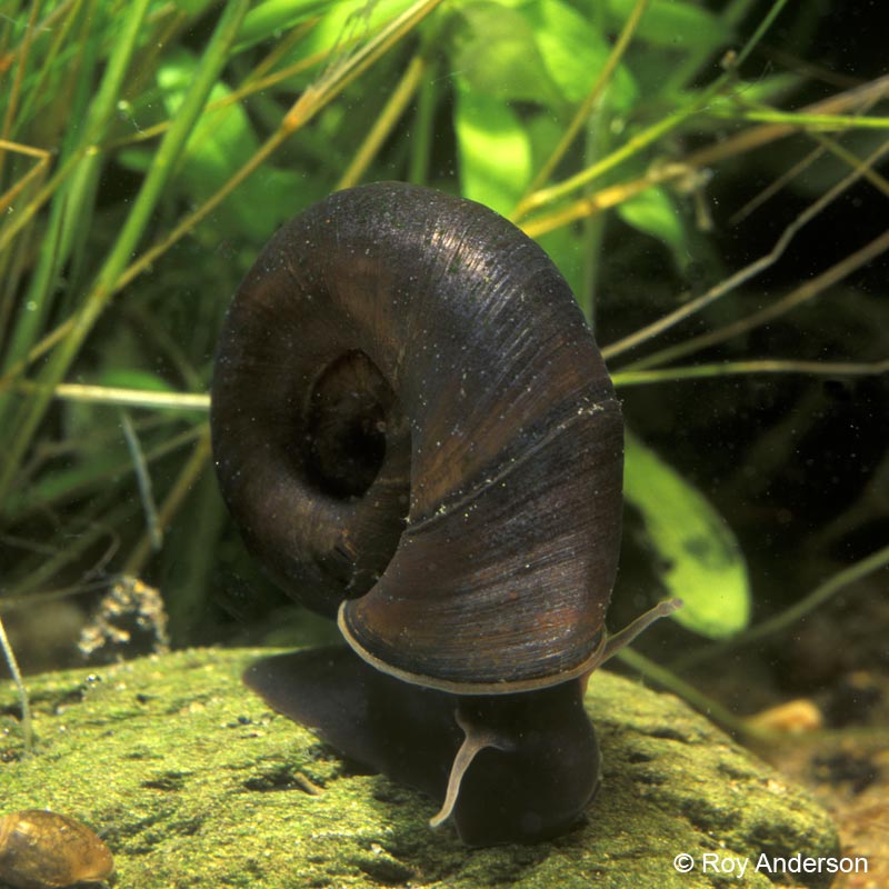 Planorbarius corneus